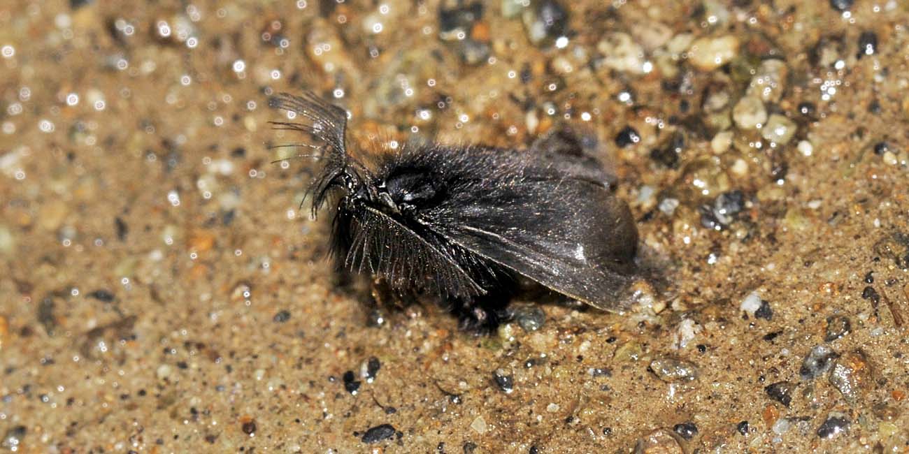 Ptilocephala sp? S, Cfr. plumigera, Psychidae